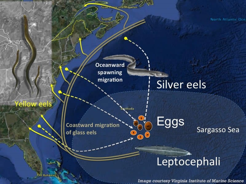 Eel life cycle