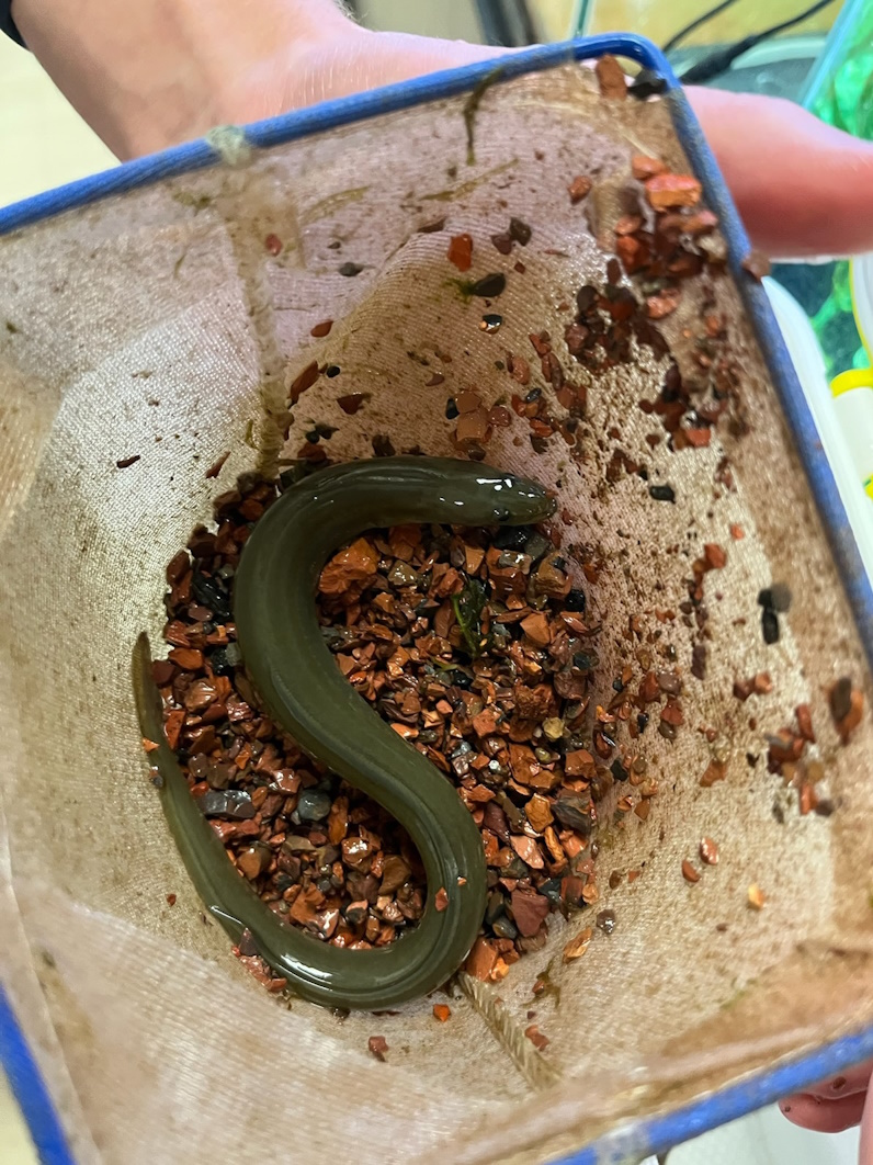 American eel in net at Juniata High School