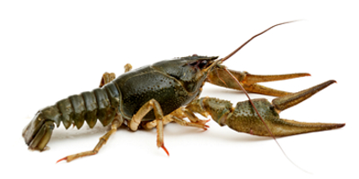 crayfish