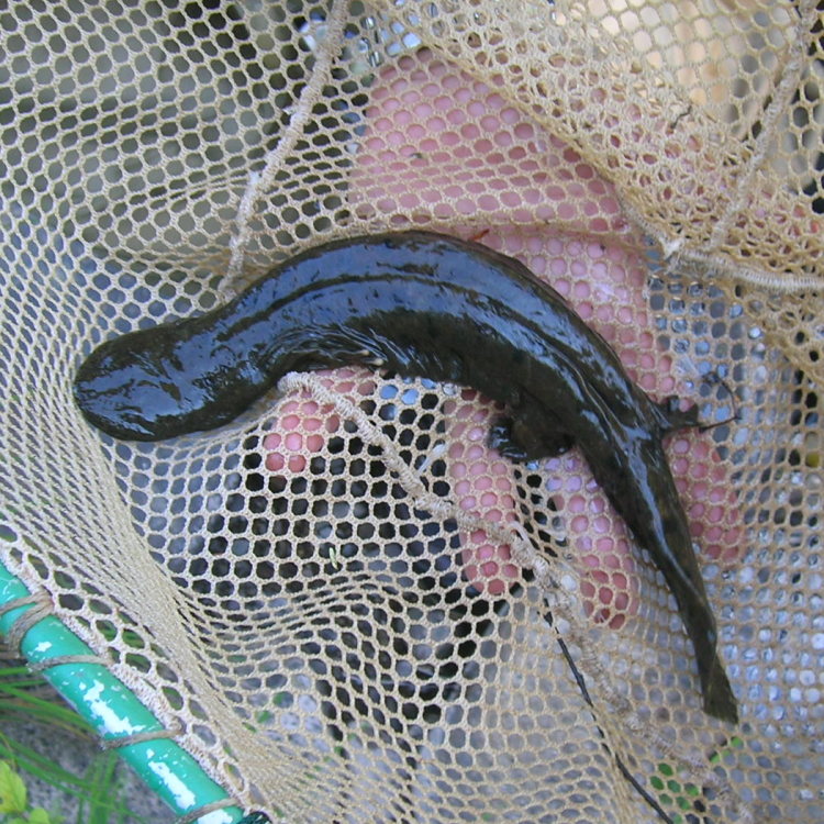 Eastern Hellbender - Lycoming Creek