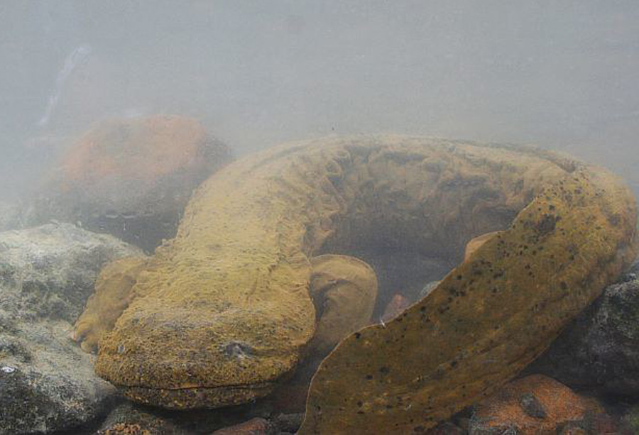 Eastern Hellbender on Streambed