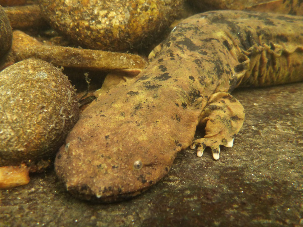 Hellbender Salamander on stream bottom