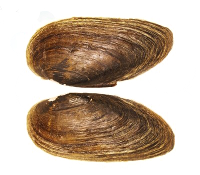 mussel shell