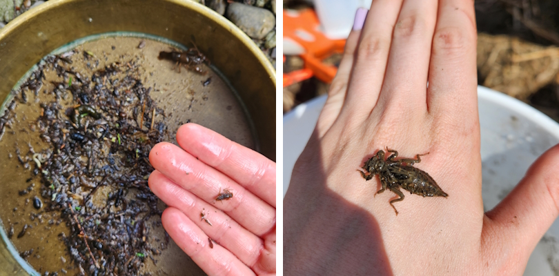 Macroinvertebrate Collection