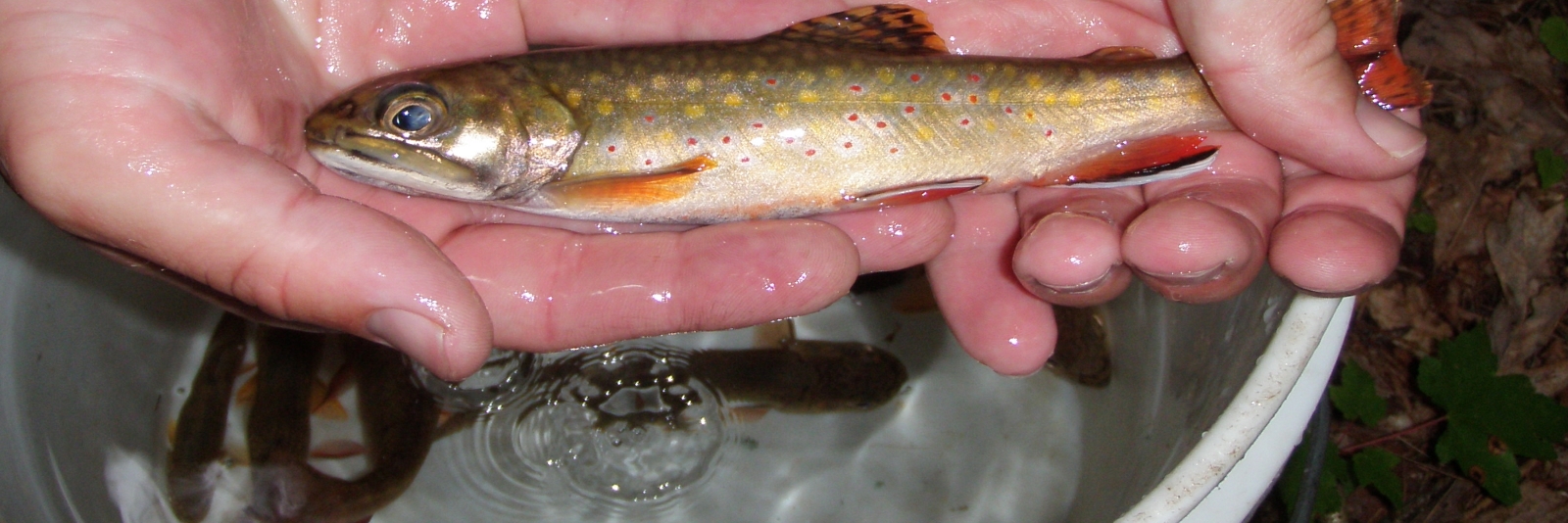 Brook Trout