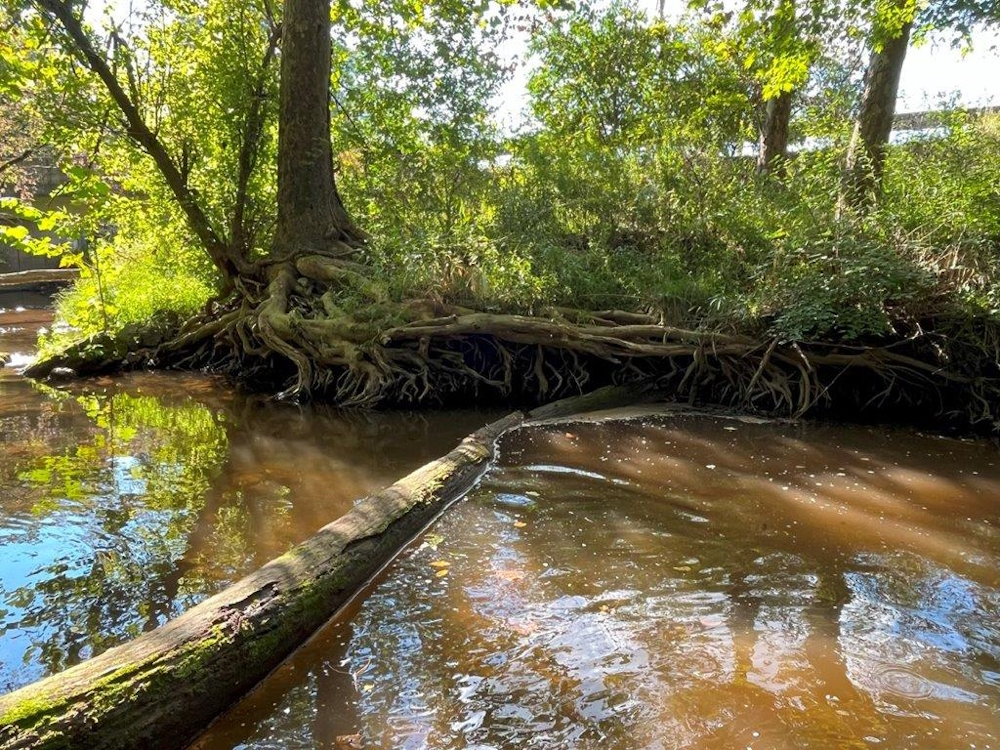 Undercut stream bank