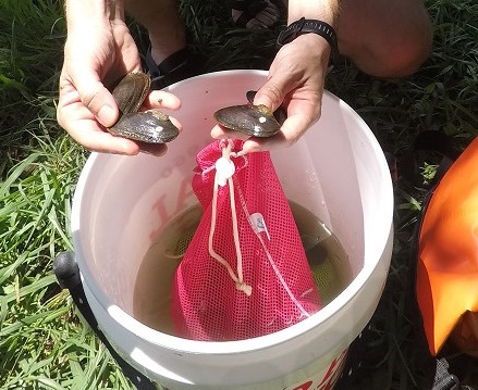 Mussel Sampling in James River, VA on August 12, 2025
